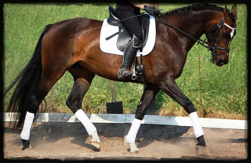 Dansk Varmblod Taylor billede 5