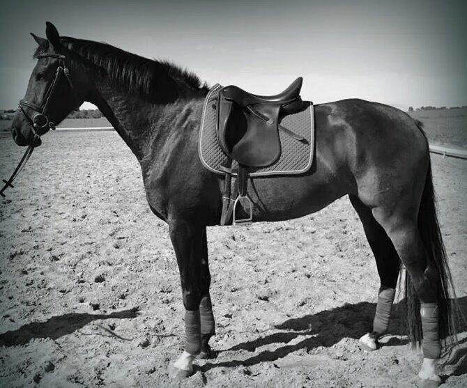 Dansk Varmblod Taylor billede 6