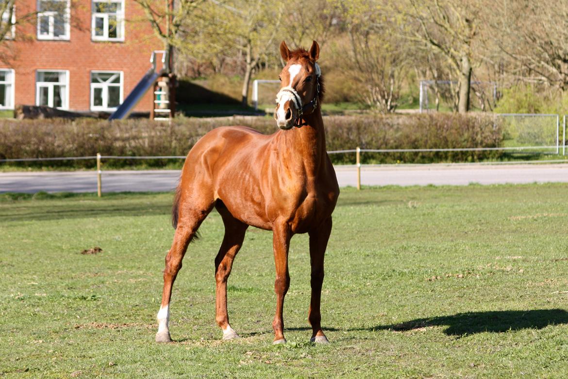Fuldblod (XX) Macho Dancer (Ire) billede 14
