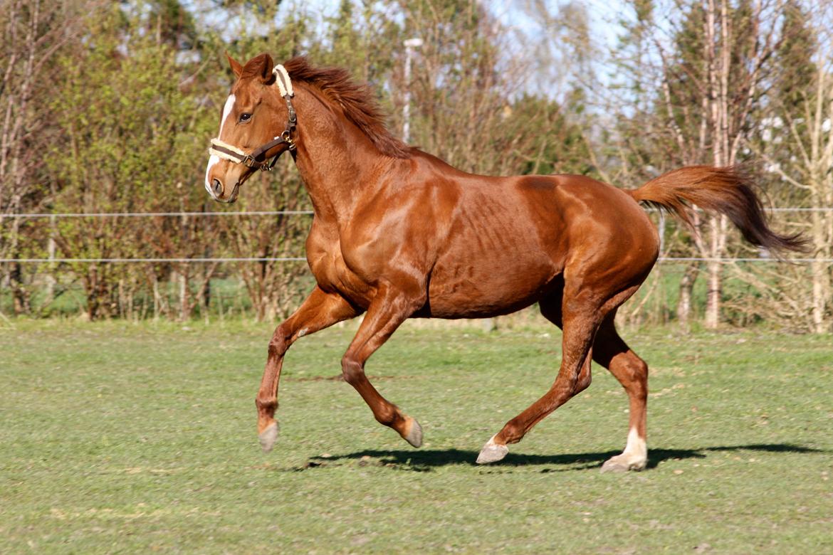 Fuldblod (XX) Macho Dancer (Ire) billede 9