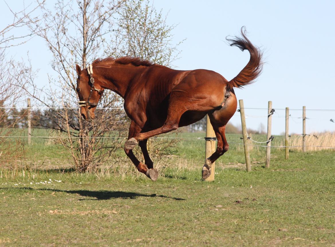 Fuldblod (XX) Macho Dancer (Ire) billede 11