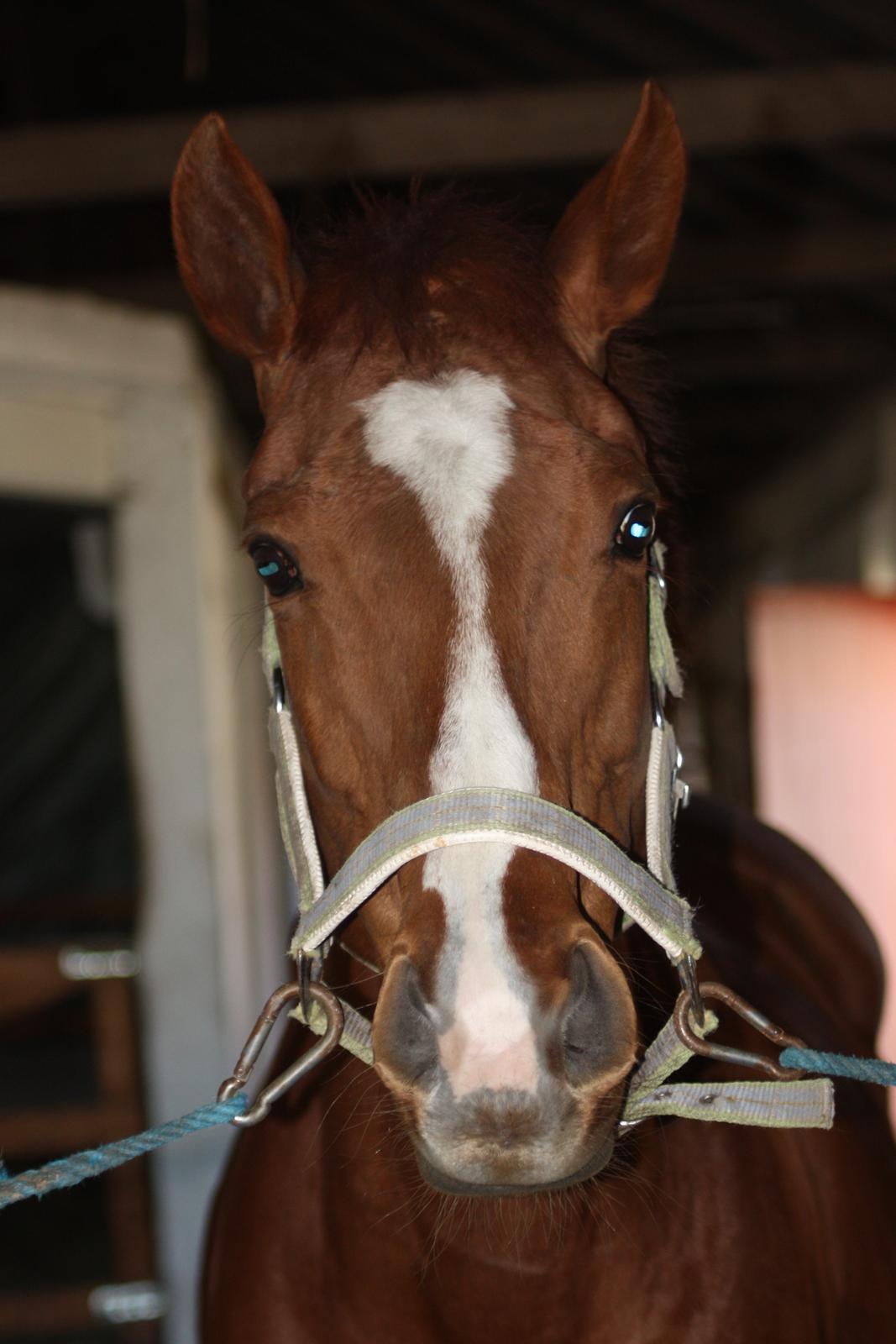 Fuldblod (XX) Macho Dancer (Ire) billede 7