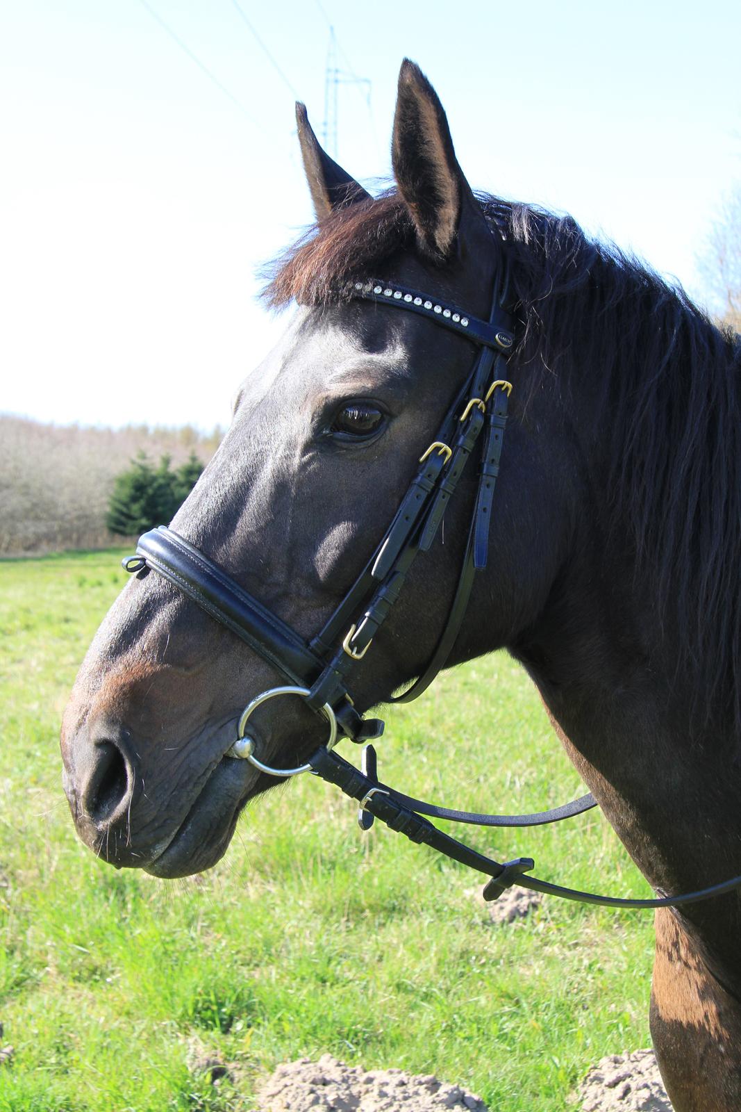 Anden særlig race Skonhøjs Mondi | Savnet så forfærdelig meget! :'(  - Hej og velkommen til Mondis profil, håber i vil nyde den og læg gerne en kommentar, og bedømmelse :) billede 1