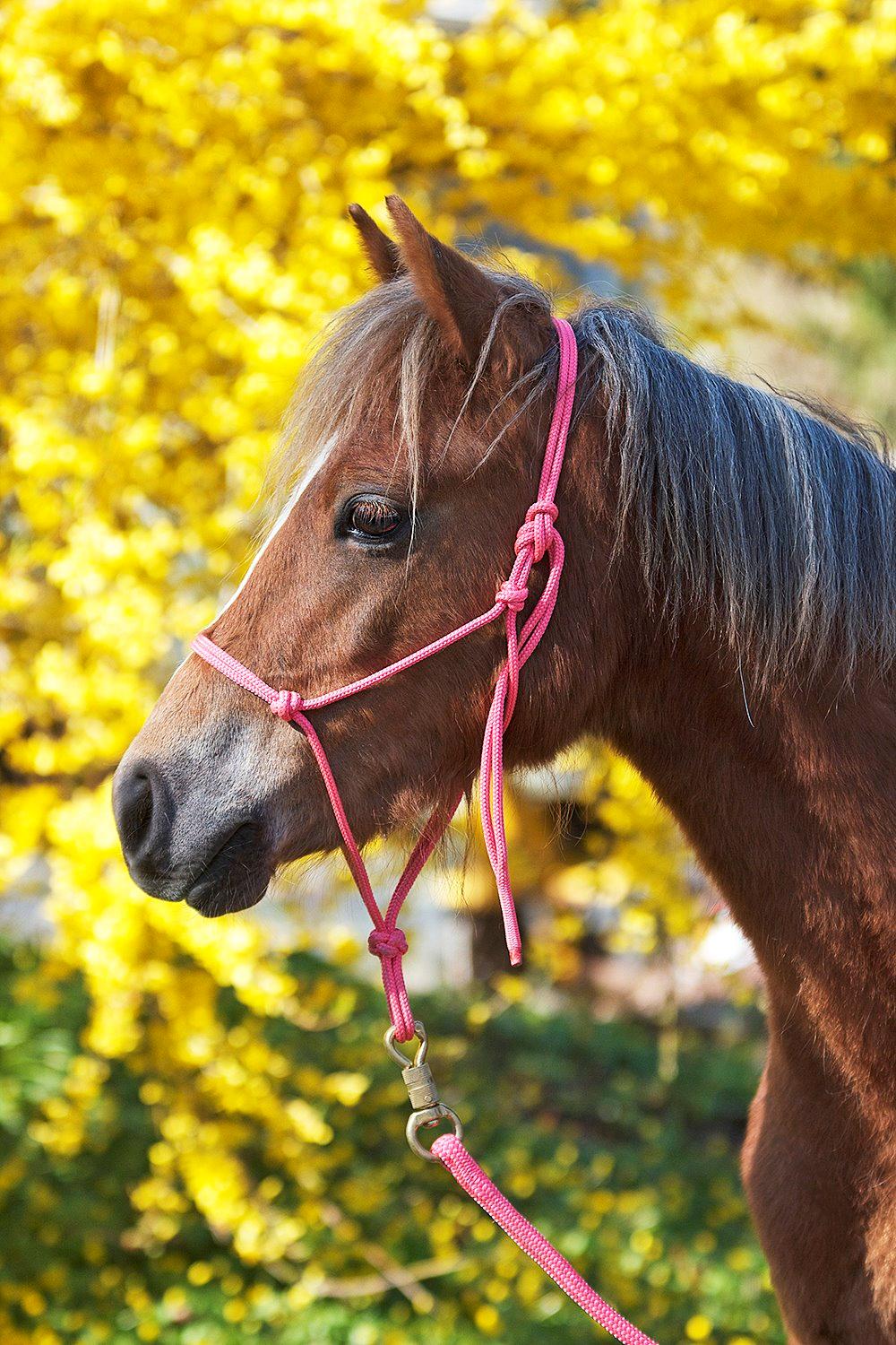 Anden særlig race Gry Soleil [Himmelhest] - Smukkeste Gry! Billede af: K.J Foto billede 1