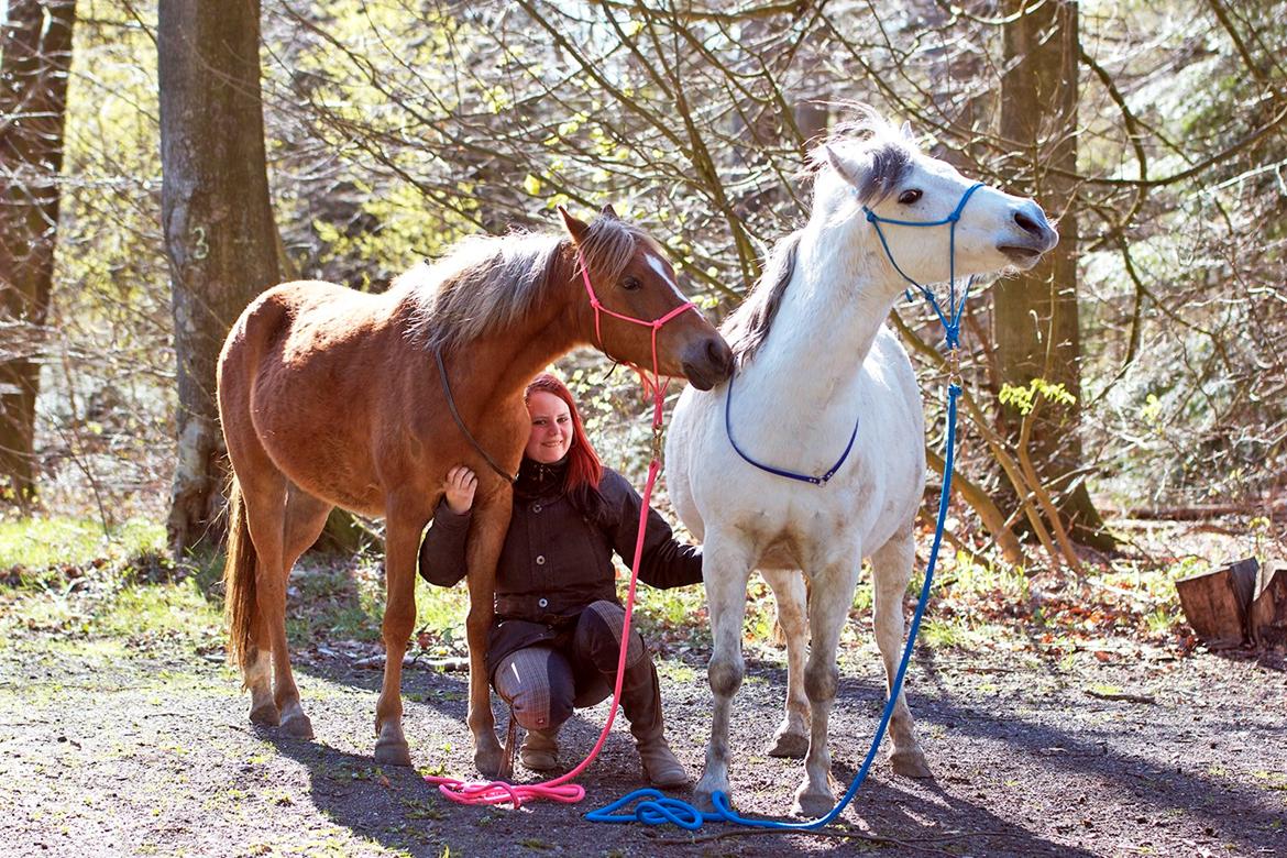 Anden særlig race Gry Soleil [Himmelhest] - Nusser med hestene! Billede af: K.J Foto billede 7