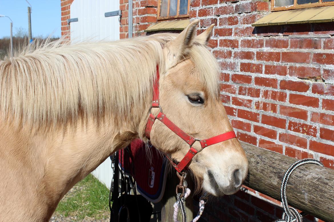 Fjordhest Stella billede 31