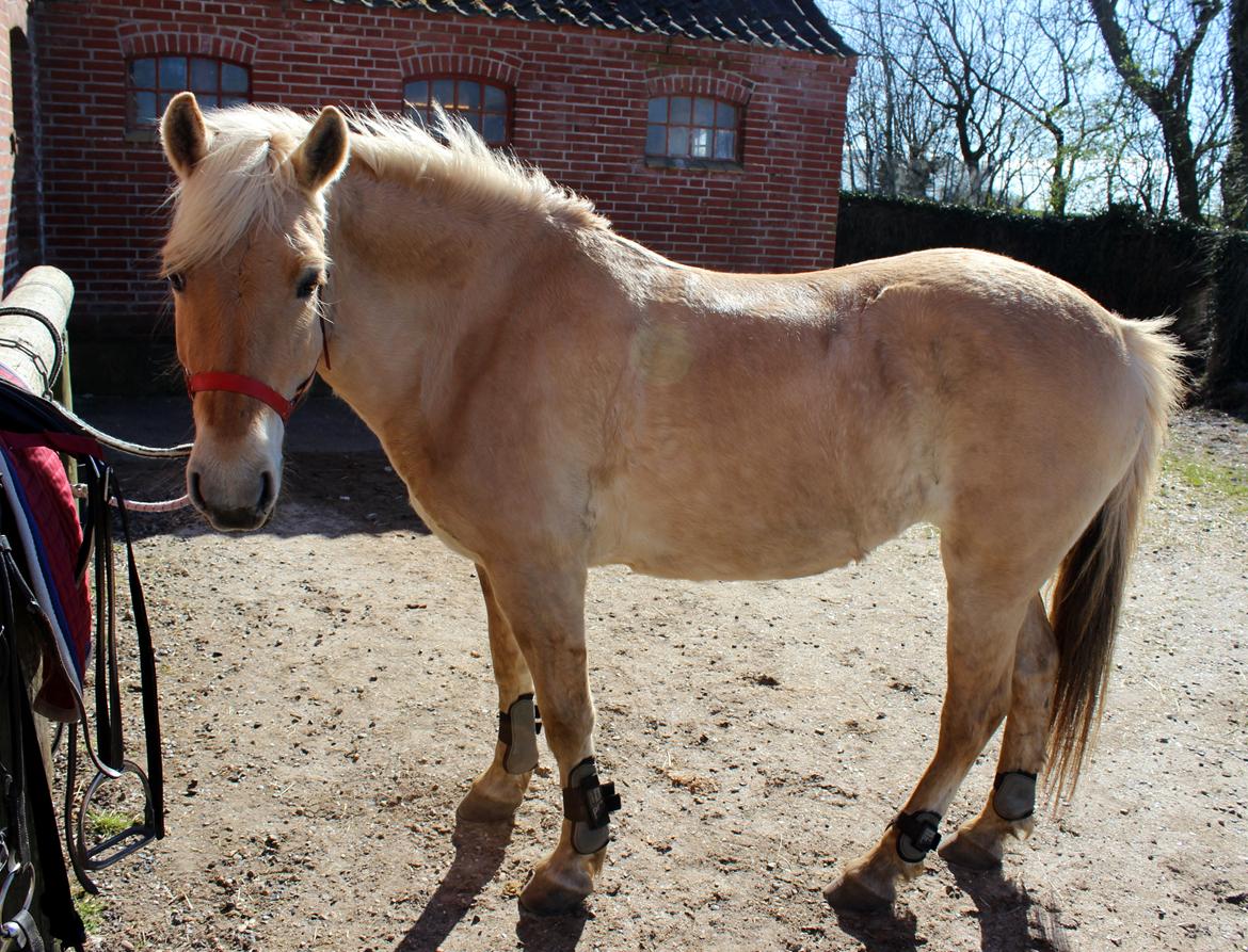 Fjordhest Stella billede 37