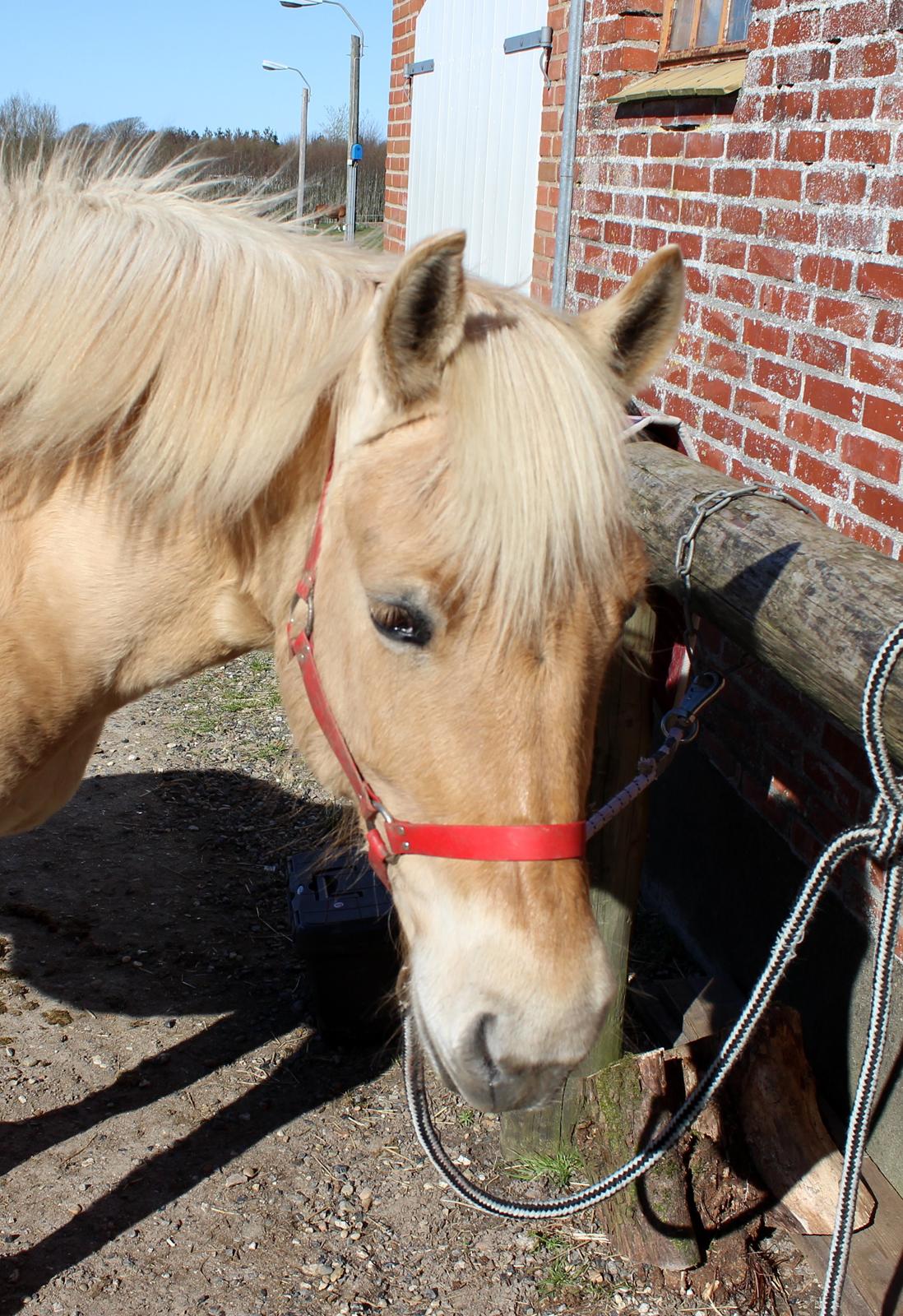 Fjordhest Stella billede 40