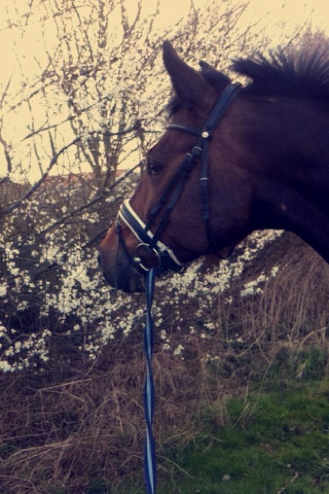 Dansk Varmblod Lindergårdens Loke billede 3