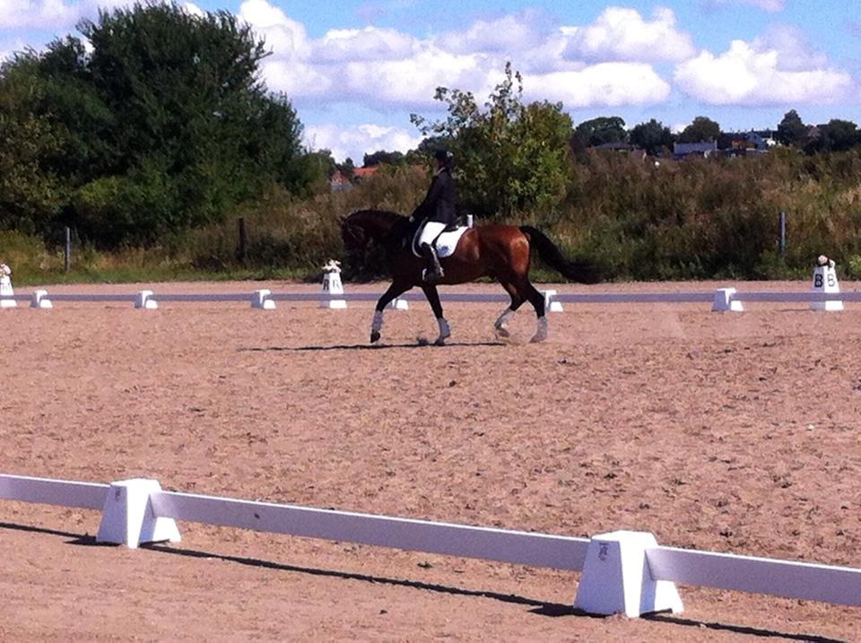Dansk Varmblod Lindergårdens Loke billede 4
