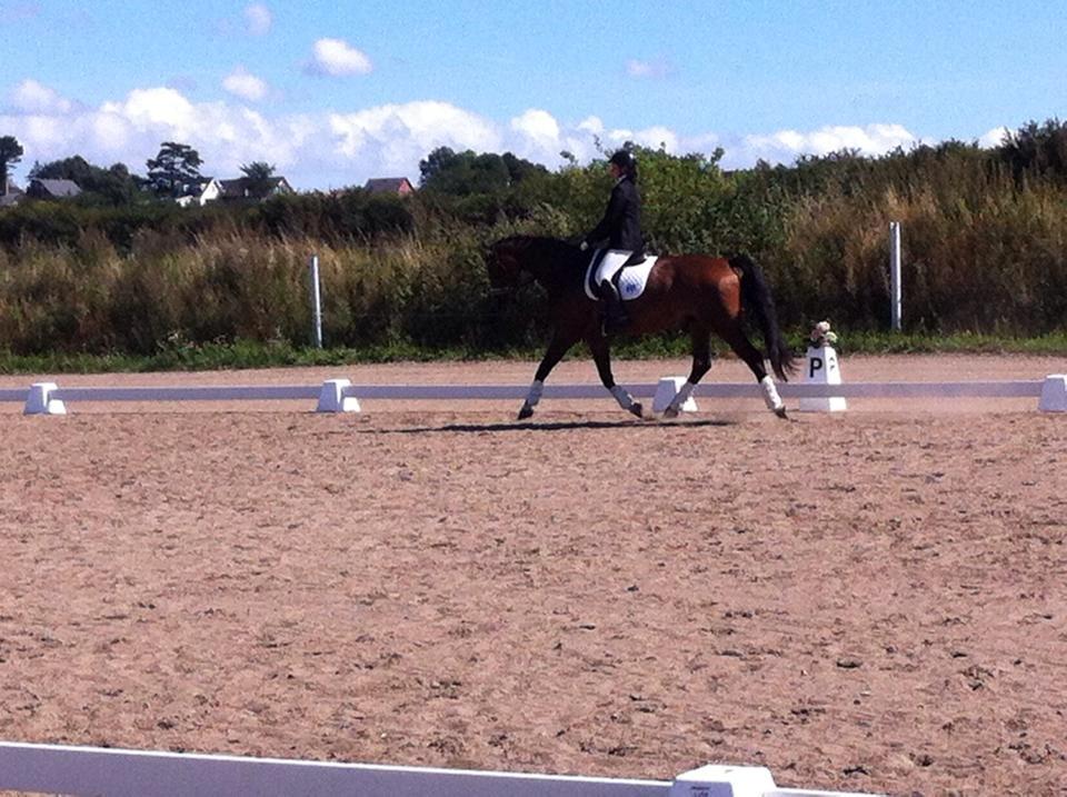 Dansk Varmblod Lindergårdens Loke billede 5