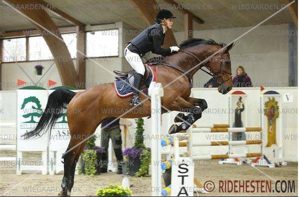 Dansk Varmblod FIGHTER - Stævne Stutteri Ask LB* billede 4