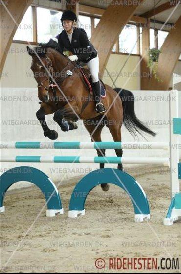 Dansk Varmblod FIGHTER - Stævne Stutteri Ask LB* billede 17