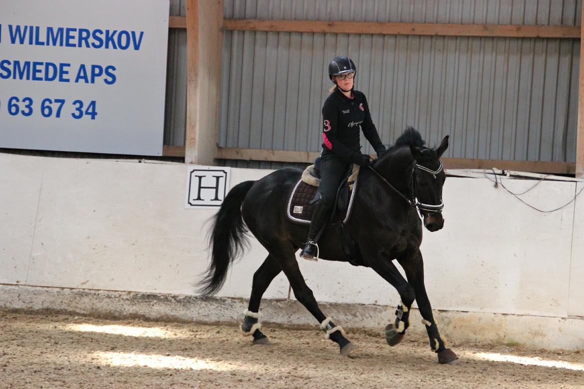 Hollandsk Varmblod Benneton <3 billede 6