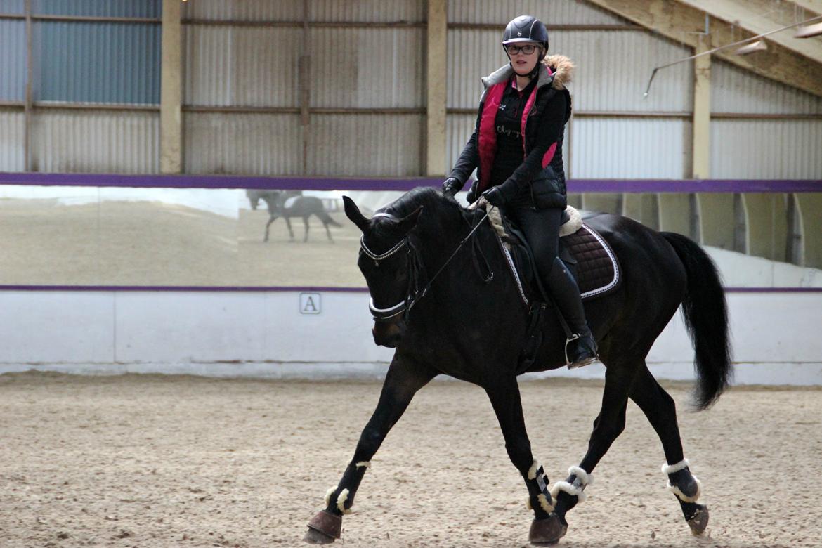 Hollandsk Varmblod Benneton <3 billede 3