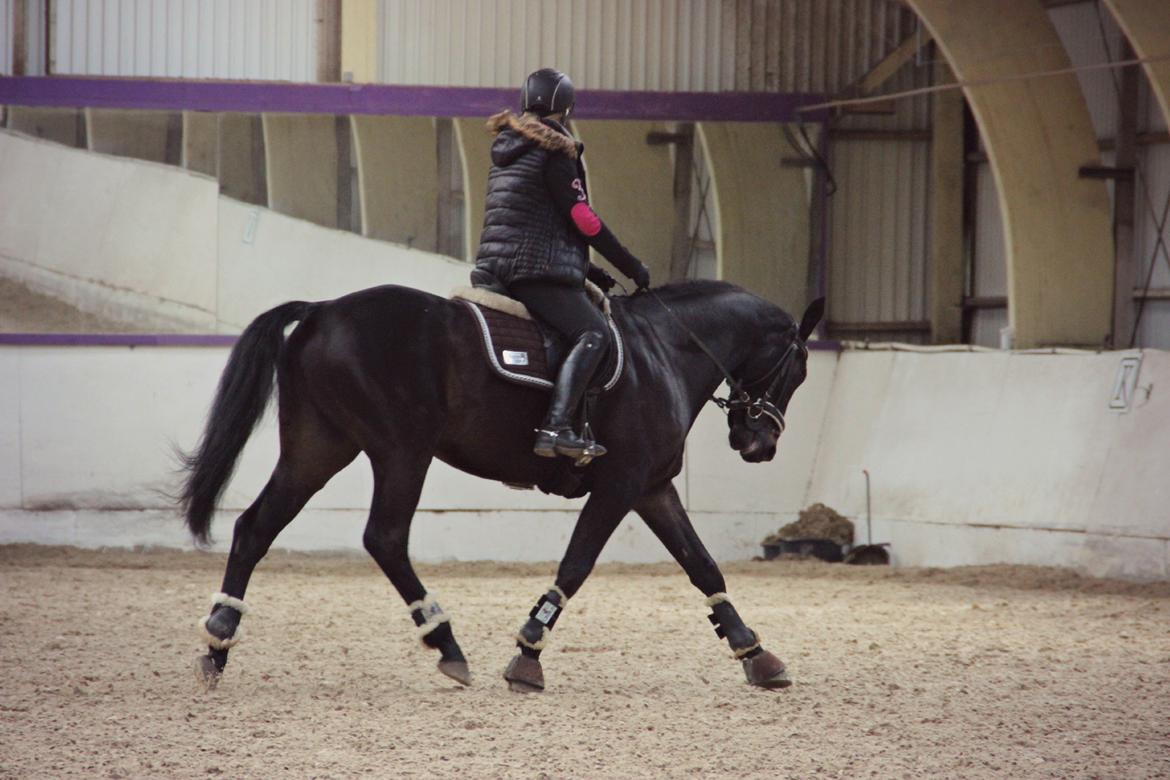 Hollandsk Varmblod Benneton <3 billede 14