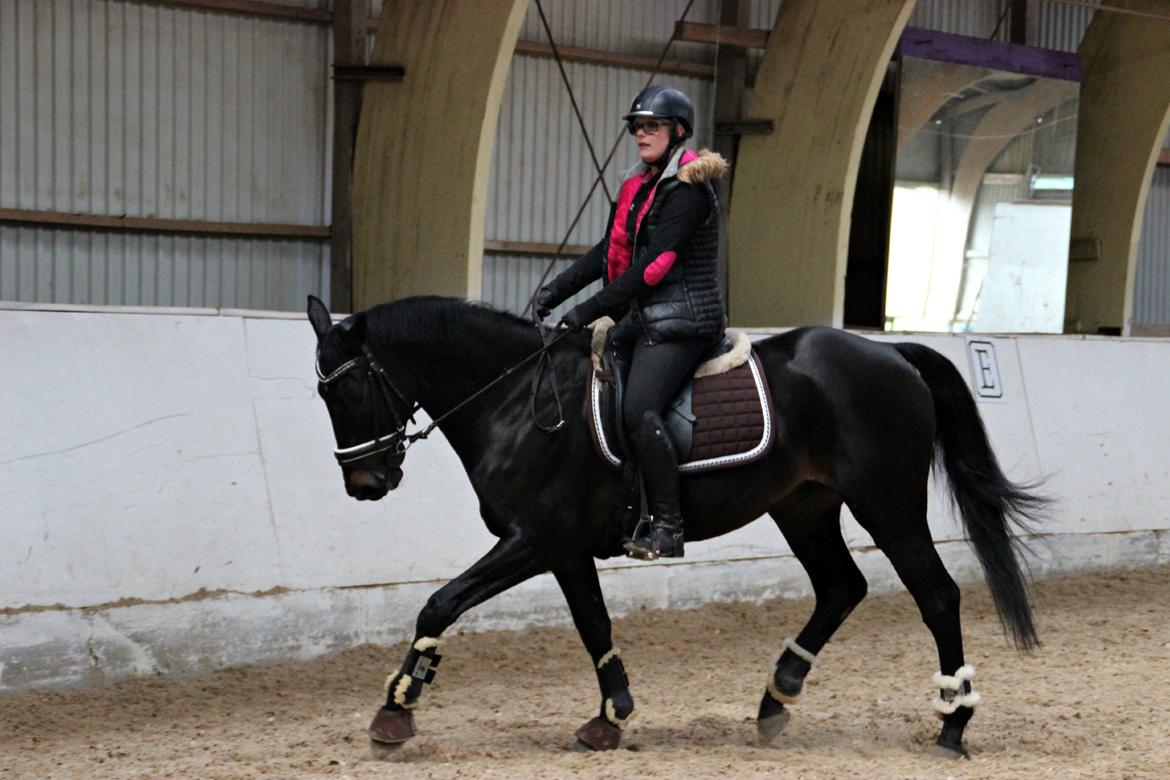 Hollandsk Varmblod Benneton <3 billede 20