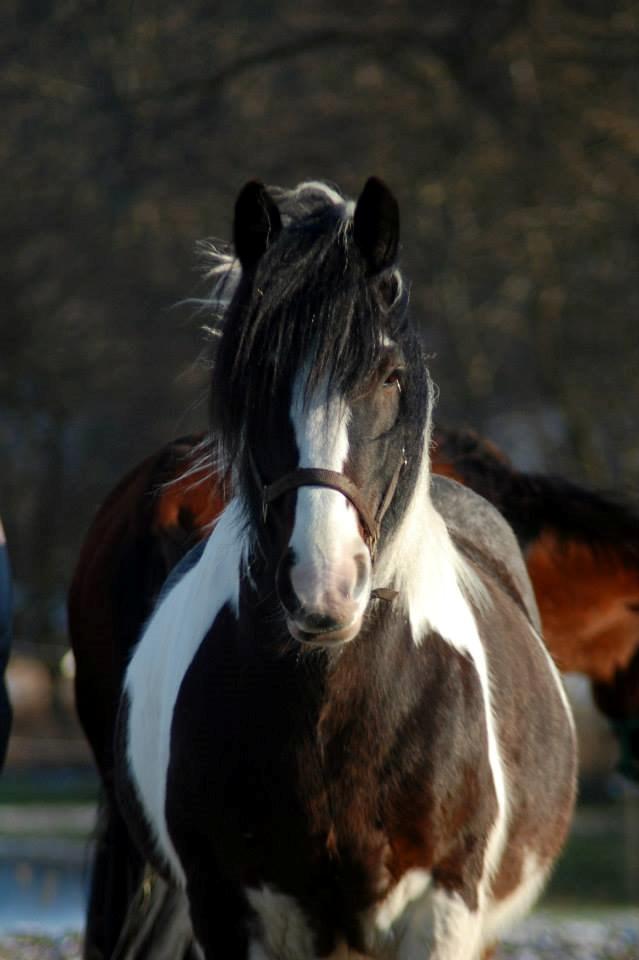 Irish Cob Rollo - Tidligere Part (R.I.P) billede 15