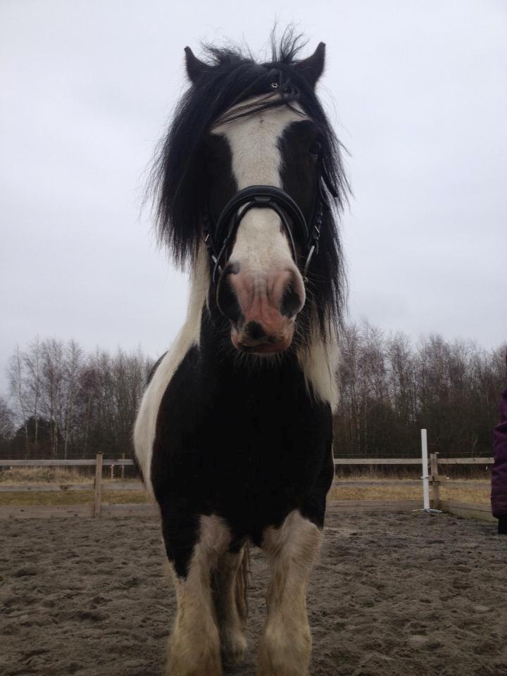 Irish Cob Rollo - Tidligere Part (R.I.P) billede 17