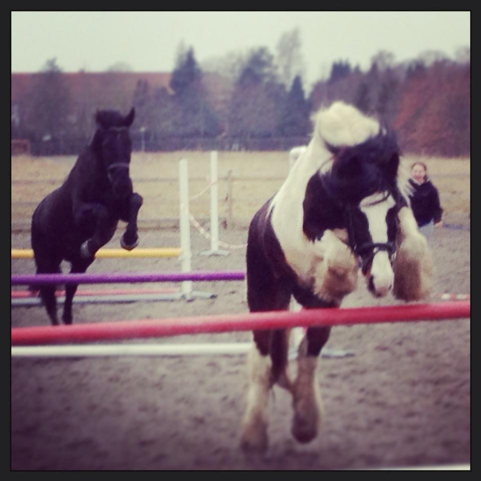 Irish Cob Rollo - Tidligere Part (R.I.P) billede 18