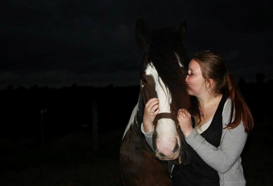 Irish Cob Rollo - Tidligere Part (R.I.P) billede 19