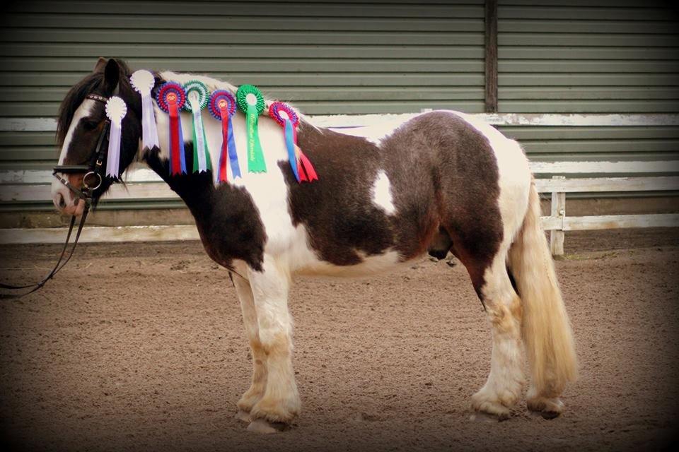 Irish Cob Rollo - Tidligere Part (R.I.P) billede 20