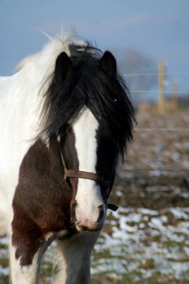 Irish Cob Rollo - Tidligere Part (R.I.P) billede 21