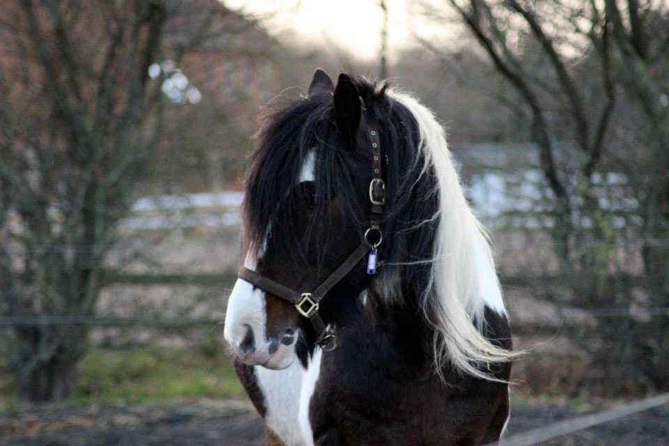 Irish Cob Rollo - Tidligere Part (R.I.P) billede 22