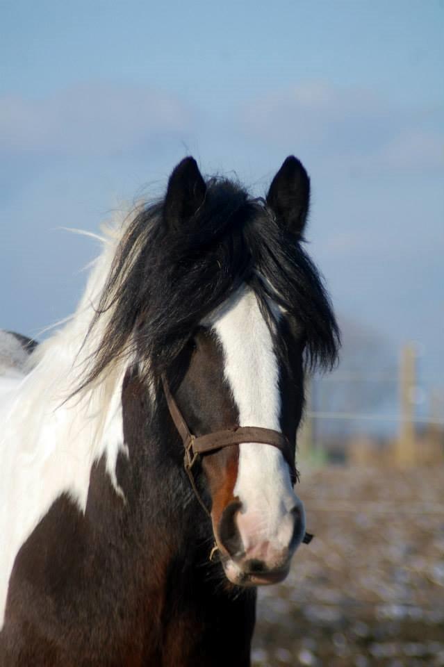 Irish Cob Rollo - Tidligere Part (R.I.P) billede 23