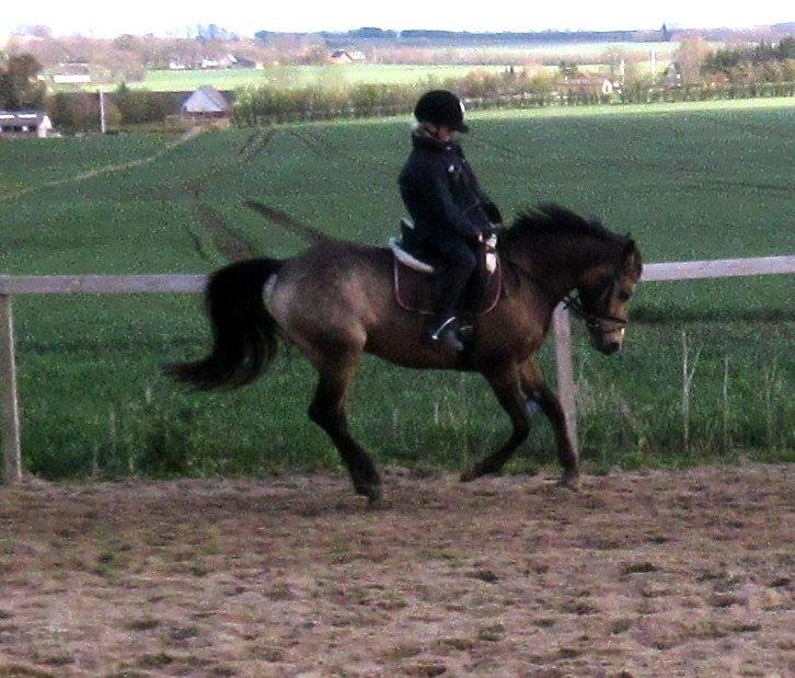 Anden særlig race Damgårds Maggie billede 7