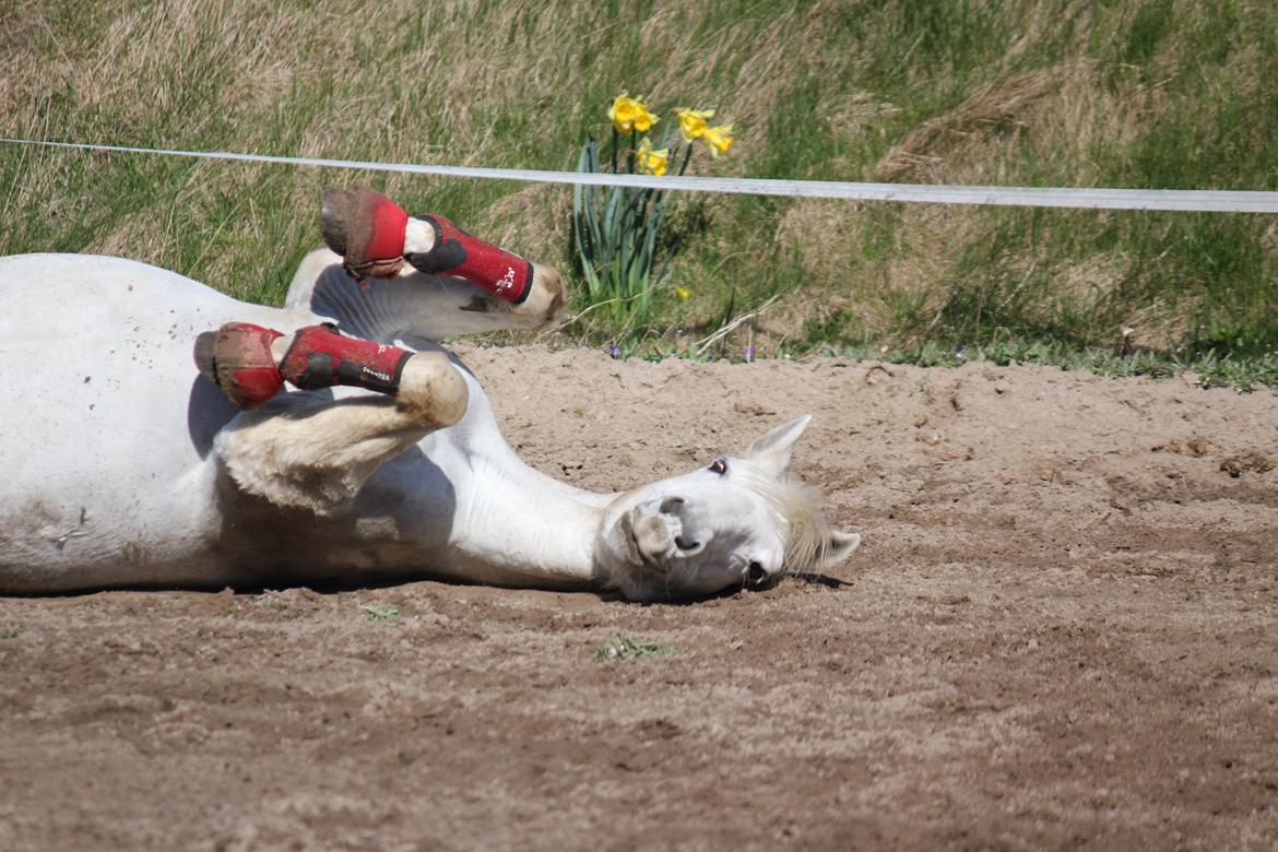 Anden særlig race My Silver Lady billede 10