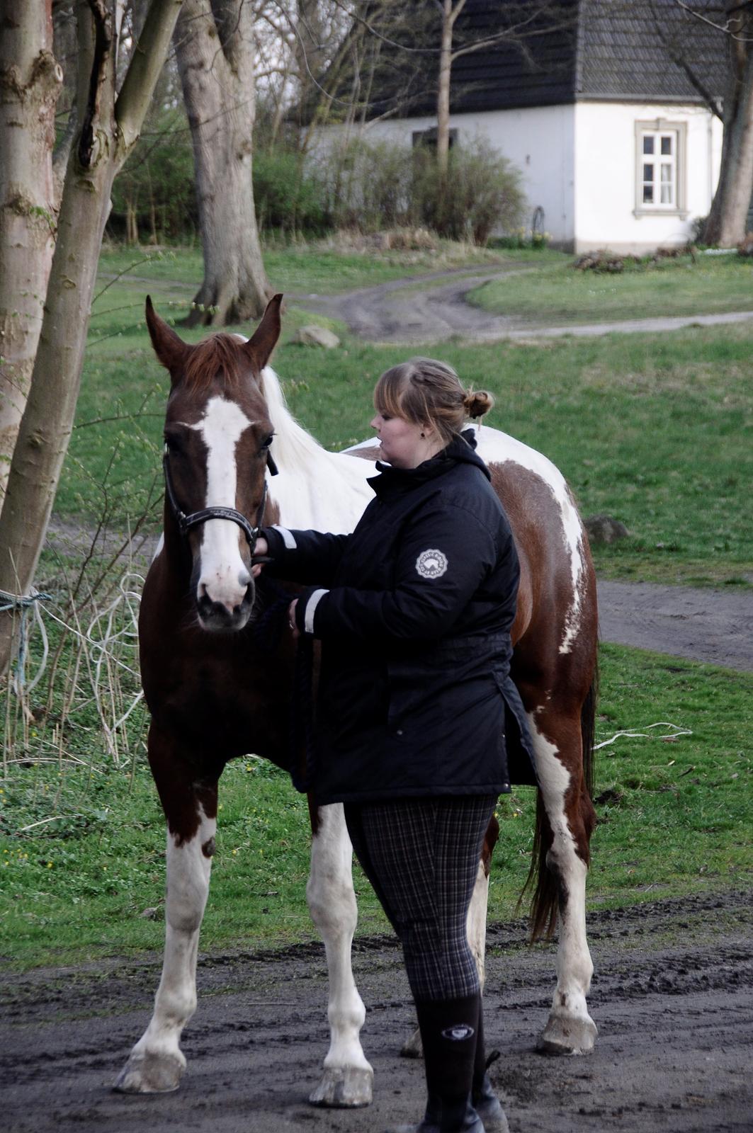 Pinto Arion billede 18