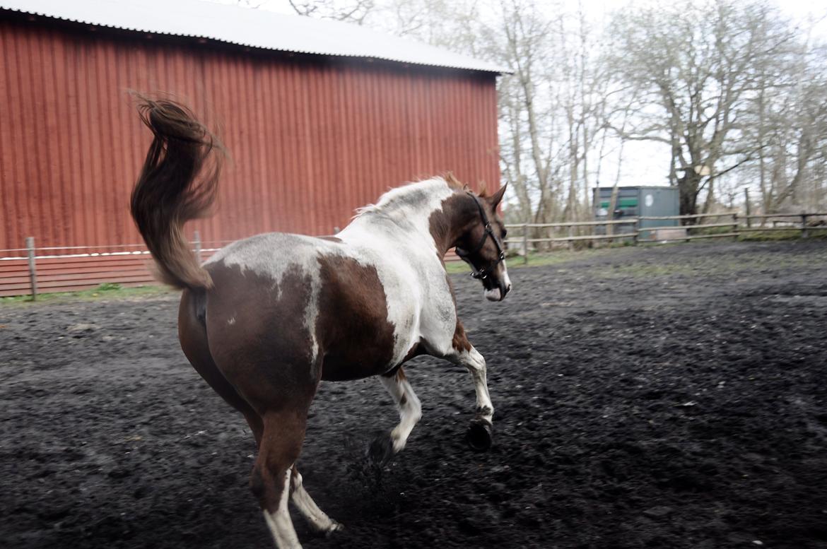 Pinto Arion - En glad dreng, dagen efter jeg fik ham billede 16