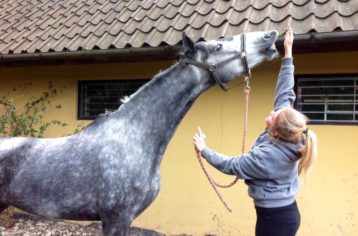 Hollandsk Varmblod Diana billede 5