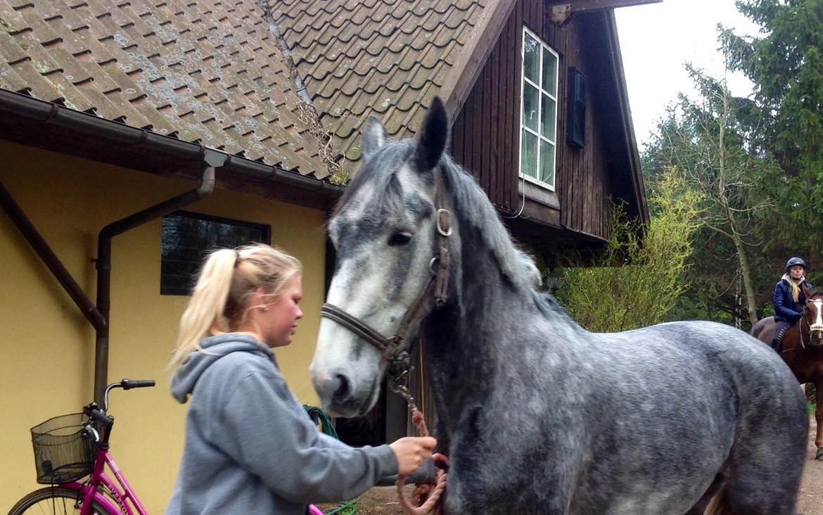 Hollandsk Varmblod Diana billede 9