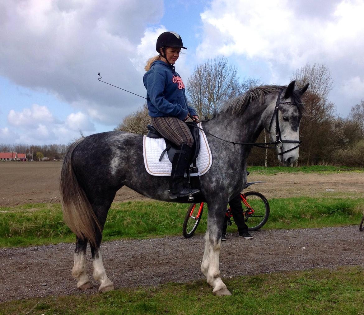 Hollandsk Varmblod Diana billede 14