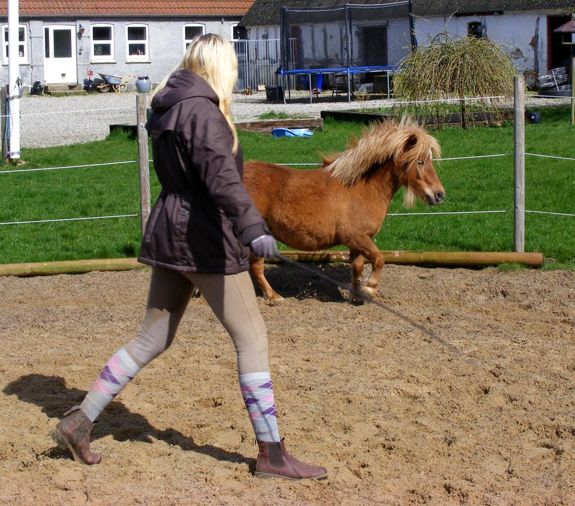 Shetlænder Ørbjerggårds Jasper billede 4