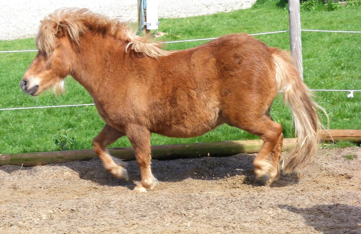 Shetlænder Ørbjerggårds Jasper billede 6