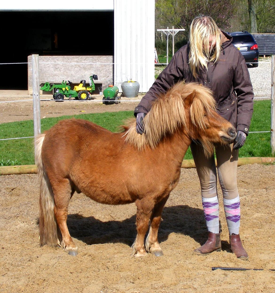 Shetlænder Ørbjerggårds Jasper - <3 billede 2
