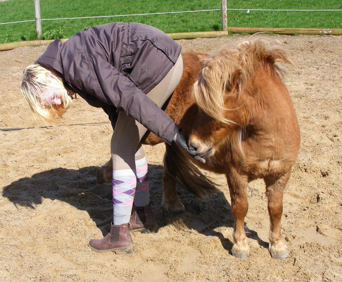 Shetlænder Ørbjerggårds Jasper - Træning af benløft, bagben havde han ingen problemer med :D billede 12