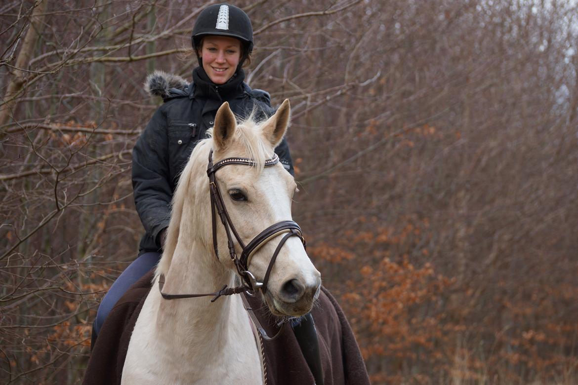 Palomino Duchess billede 7