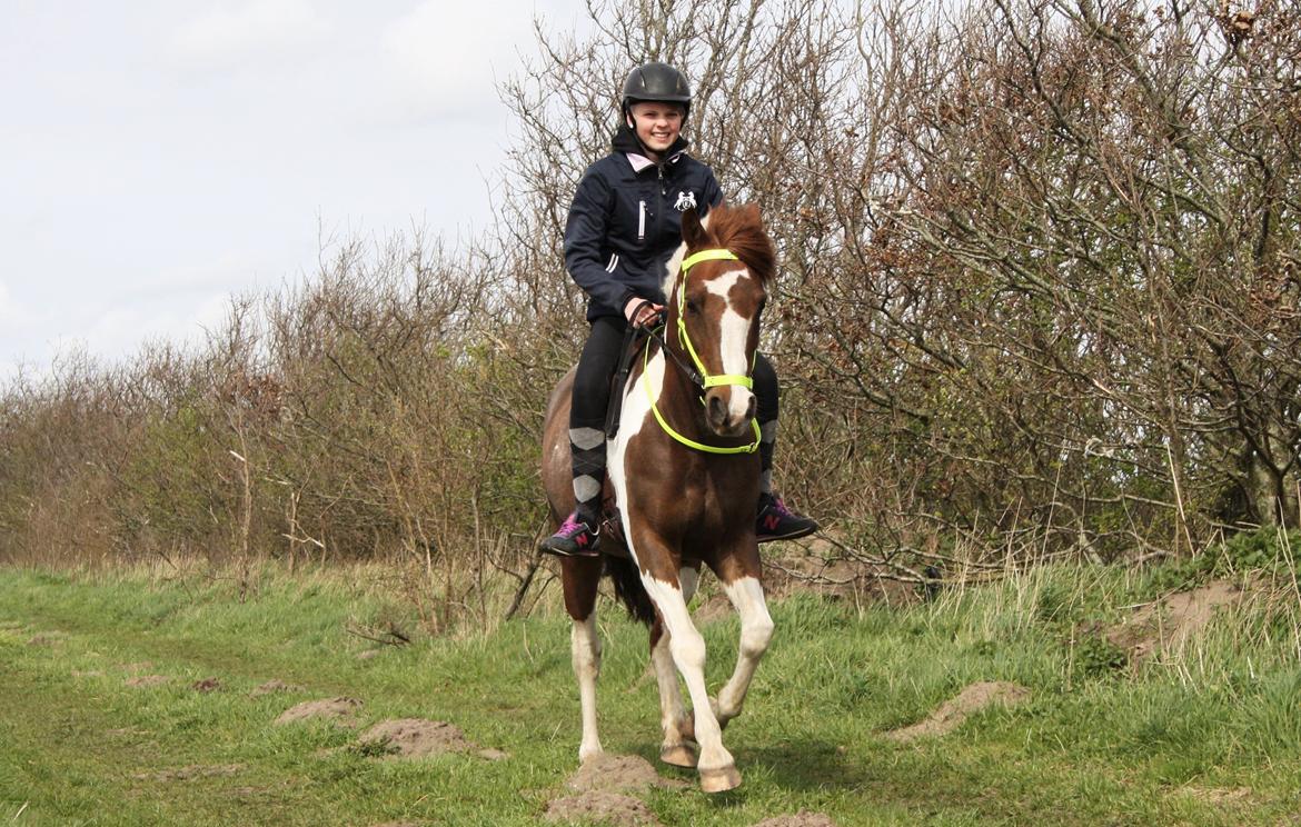 Pinto | Emir Ponygården | My best friend | - Elsker at have min dreng stående hjemme. Det var en fantastisk dag :') billede 14