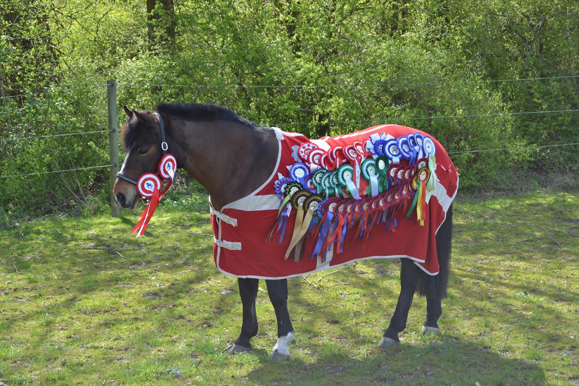 New Forest Roløkke Classic  - 16/4-2014 <3  billede 1