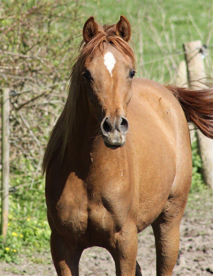 Arabisk fuldblod (OX) Shamiaah APN ( LEASET 2022-23) SOLGT - April 2014 billede 6