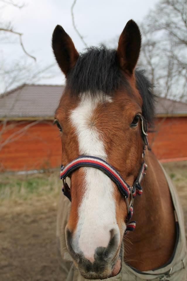 Anden særlig race Amigo(Møffe) billede 1