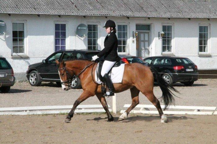 Anden særlig race Amigo(Møffe) billede 14