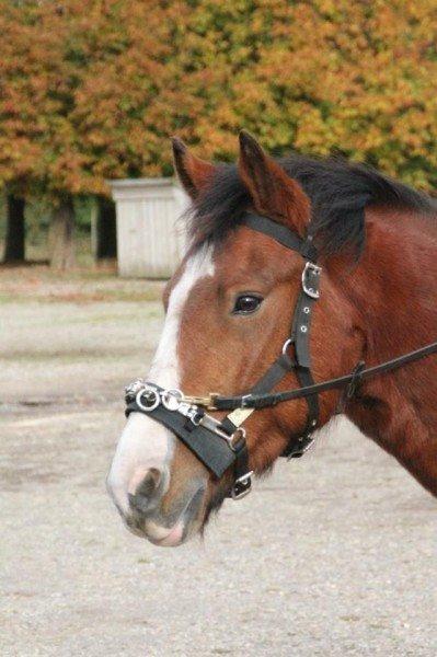 Anden særlig race Amigo(Møffe) billede 15