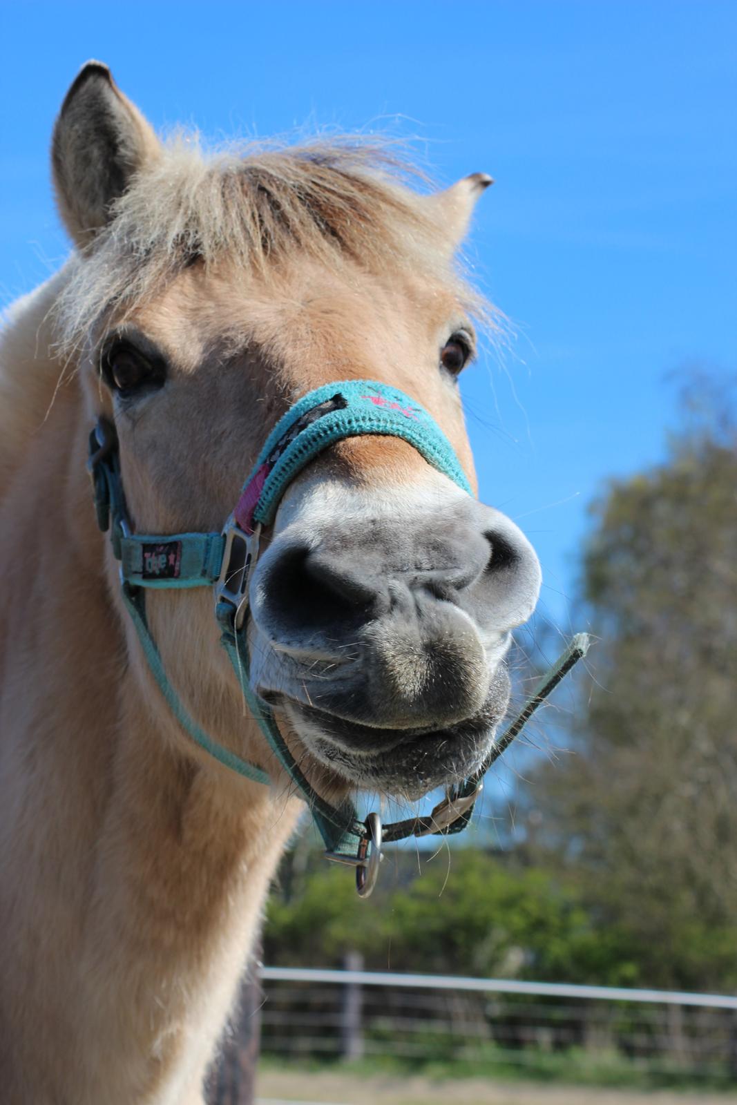 Fjordhest Gjønge  Frimann<3 Bedsteven! <3 billede 1