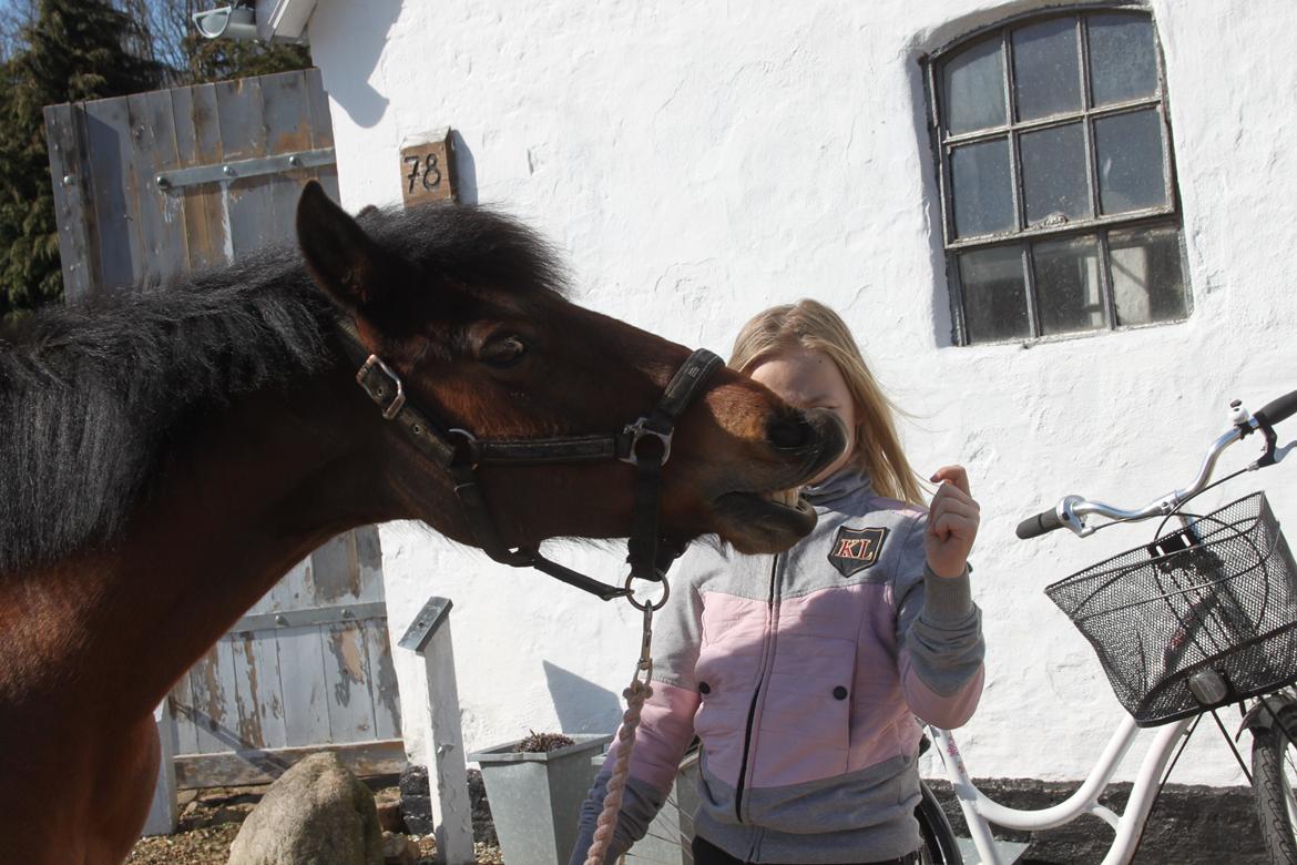 Anden særlig race flying dusty [Tidl. hest] - gi mig den godbid  billede 3