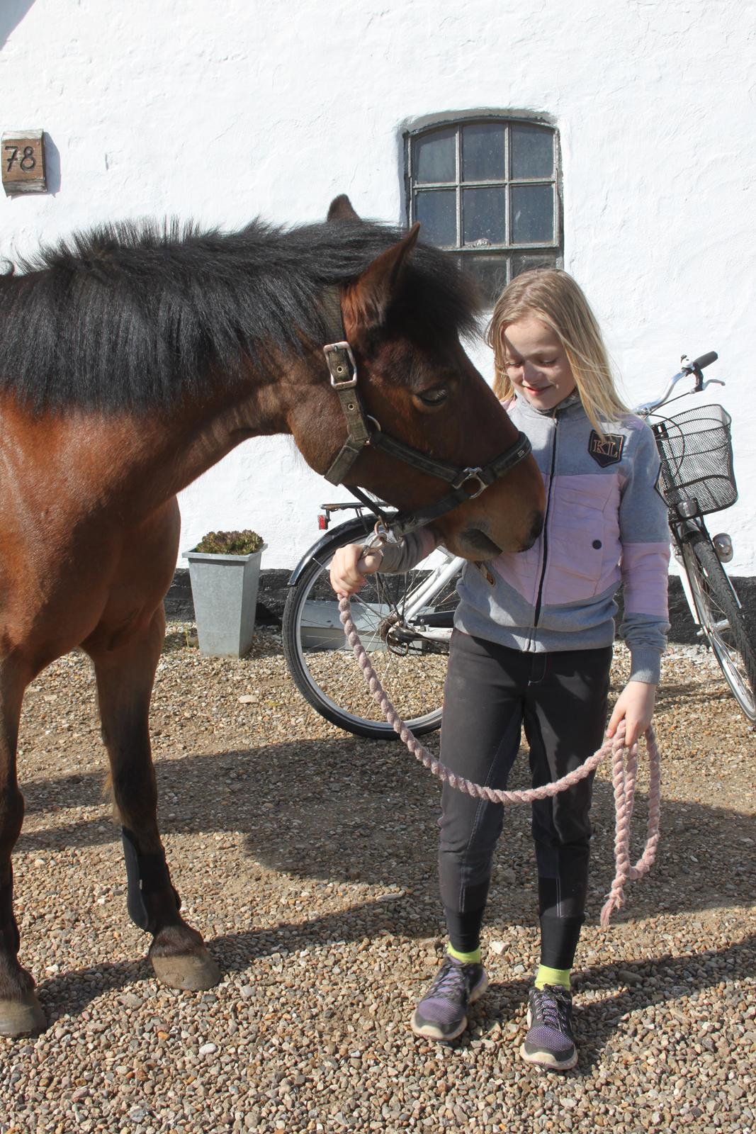 Anden særlig race flying dusty [Tidl. hest] billede 5